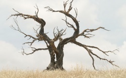 L'arbre imposant cachant la forêt de mystères
